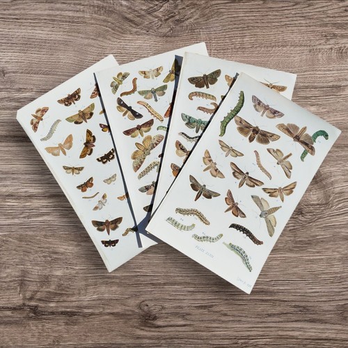 British moths antique c1900 - british,