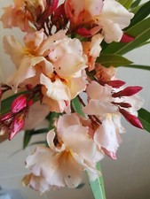 PEACH  OLEANDER NERIUM ,TWO