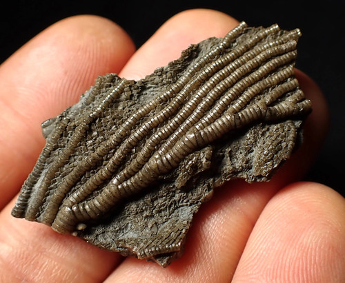 Detailed crinoid head - 3d,