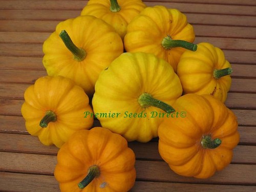 Pumpkin jack little - pumpkin,