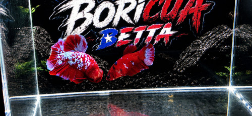 Betta fish live - , breeding