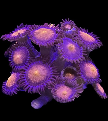 Live coral zoa red - zoa, eye