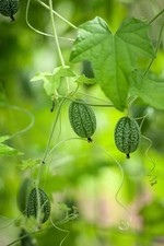 Cucamelon plug plants - x,