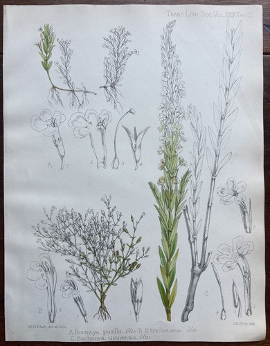 Antique bonnaya pusilla - bonnaya,
