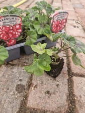 3x Geranium ivy leaf '