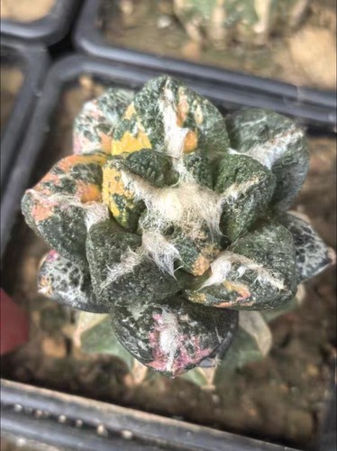 Live house plant ariocarpus - ,