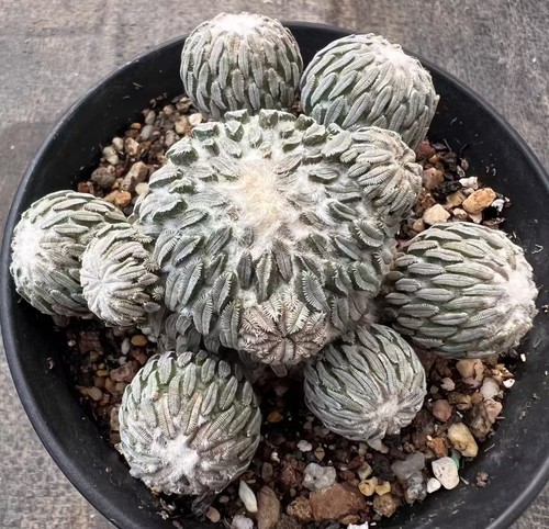 Rare live house - house, plant