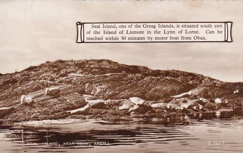 Oban seal island near - seal,