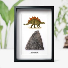 Framed stegosaurus bone - framed,
