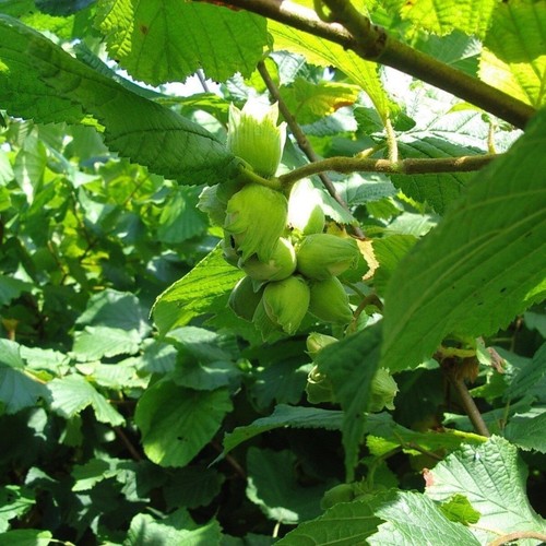 Hazel plants flowering - hazel, plants,flowering