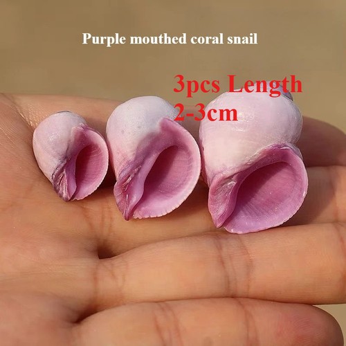 3pcsnatural purple mouth coral - mouth,