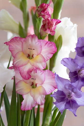 Gladiolus corms white - corms,