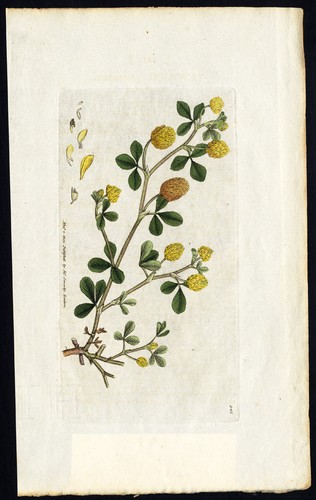 Antique botany print hop - antique, print-hop