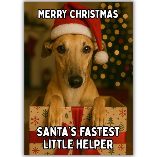 Cute greyhound dog - greyhound, christmas