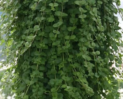 Herb plants garden ready - herb,