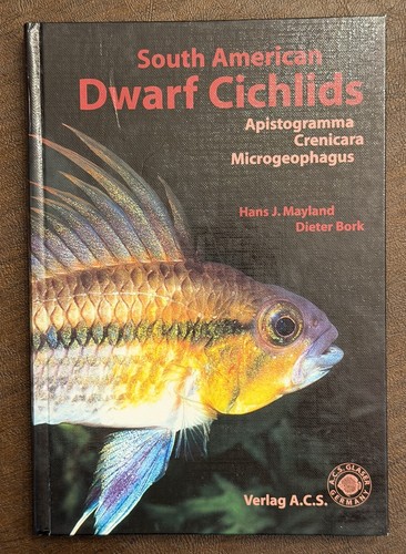 South american dwarf cichlids - dwarf,
