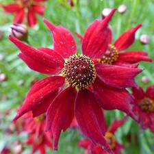 Coreopsis Tinctoria x 30 seeds