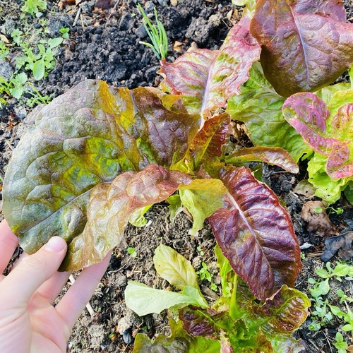 Lettuce merveille organic - lettuce,
