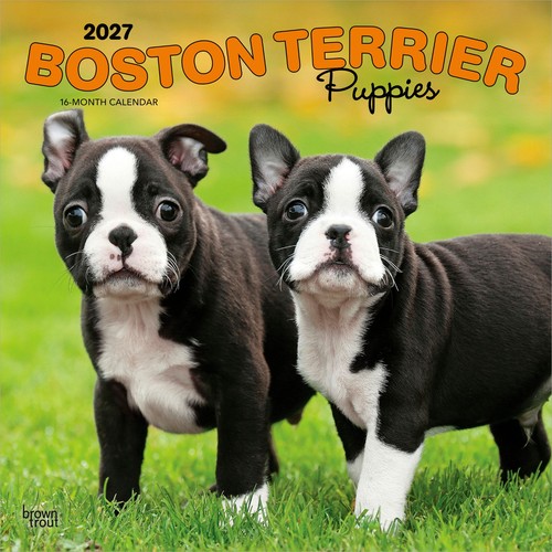 Boston terrier puppies - terrier,