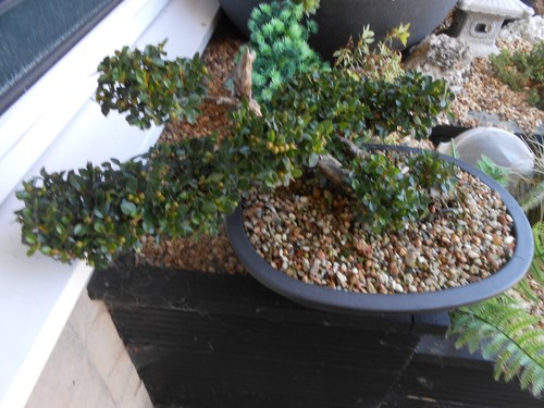 Bonsai cotoneaster has very - has,