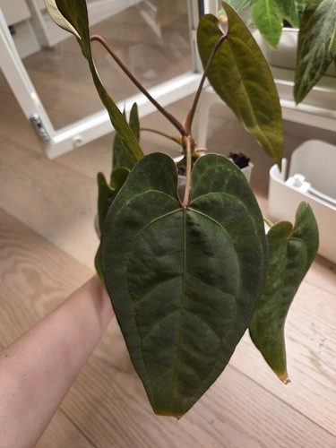 Anthurium ace spades - anthurium,