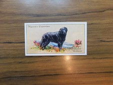  Hignett  1936 Dogs  #21 Flat Coated Retriever