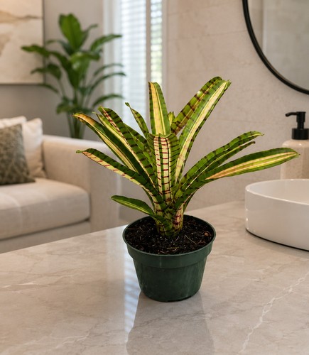 Neoregelia star wars - neoregelia, ‘star