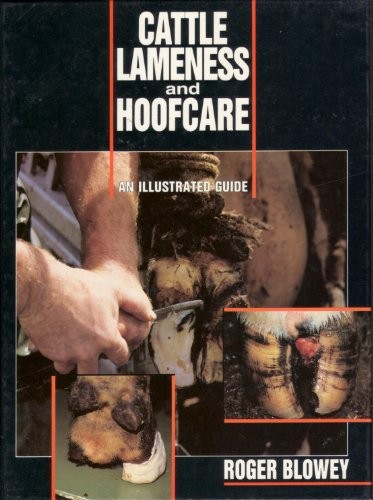 Cattle lameness and - cattle,