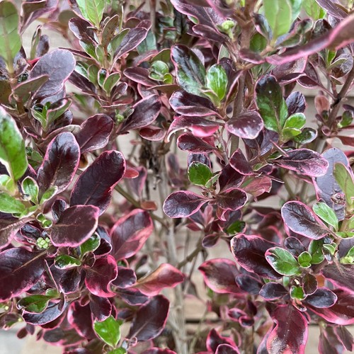 Coprosma eclipse pot - eclipse, |