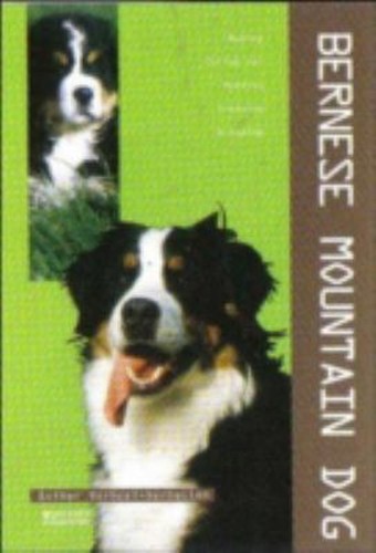 Bernese mountain dog - mountain,