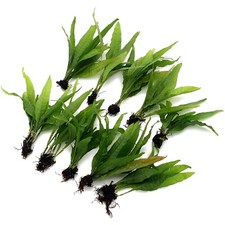 Microsorum pteropus java fern - microsorum,