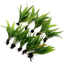 Microsorum pteropus Java Fern Listing Live Aquarium Plants Tropical Fish K2AQUA