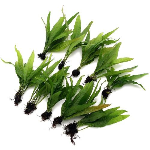 Microsorum pteropus java fern - microsorum,