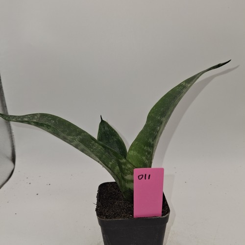 Snake plant sansevieria rooted - snake,