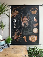 Vintage EUROPEAN GARDEN SPIDER school chart by JUNG KOCH QUENTELL arachnid