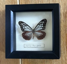 Black Frame Taxidermy