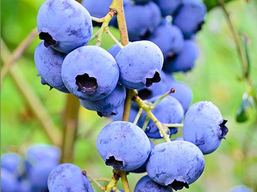 Vaccinium corymbosum - vaccinium,