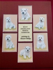 West Highland White Terriers