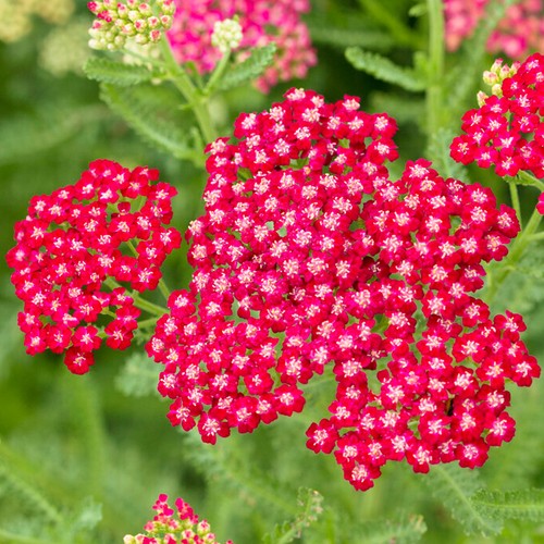 Achillea new vintage - achillea,