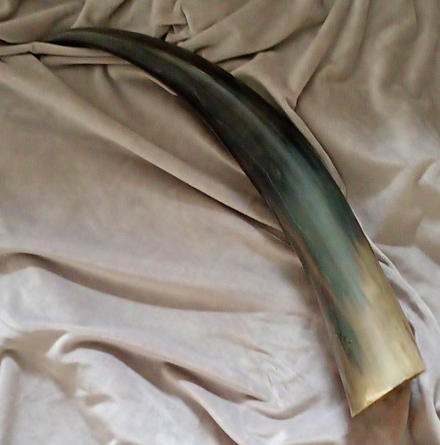 African ankole cow horn - ankole,