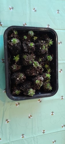 Mixed box 30 sempervivum - #1,