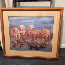John Akers Labrador Puppies