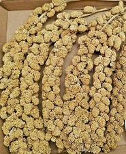 1.5 KG SPRAY MILLET FOR