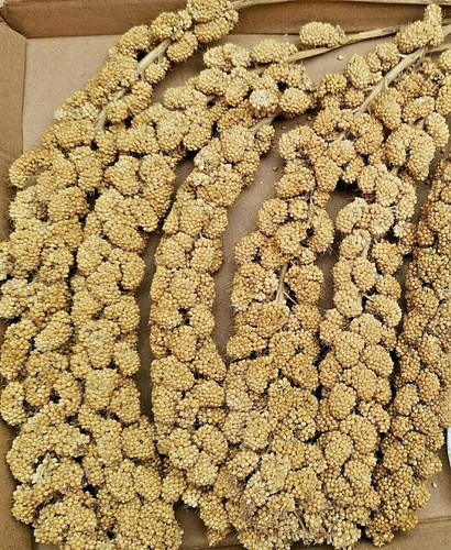 Spray millet for - millet,