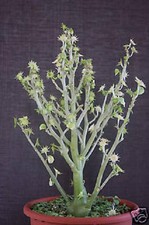 Dorstenia hildebrantii @@ rare