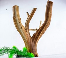 Manzanita Driftwood  Reptile