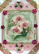 Pink Orchid Flower Blooms -