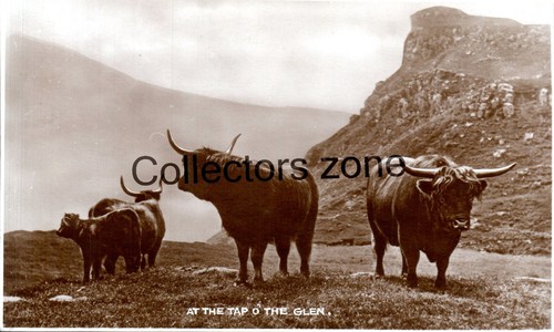 Highland cattle the top - cattle, of