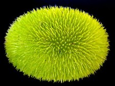 Wooly Bear Gourd - Cucumis