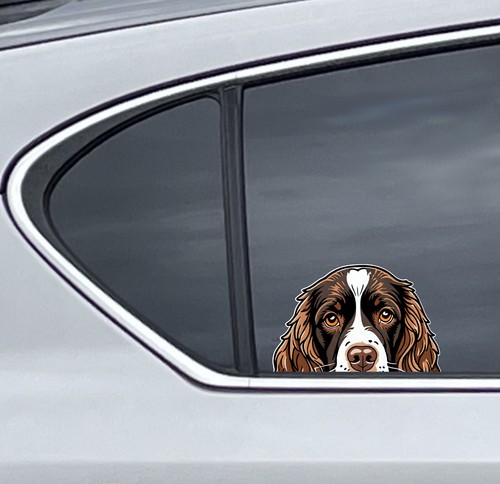 Cute springer spaniel - springer, dog